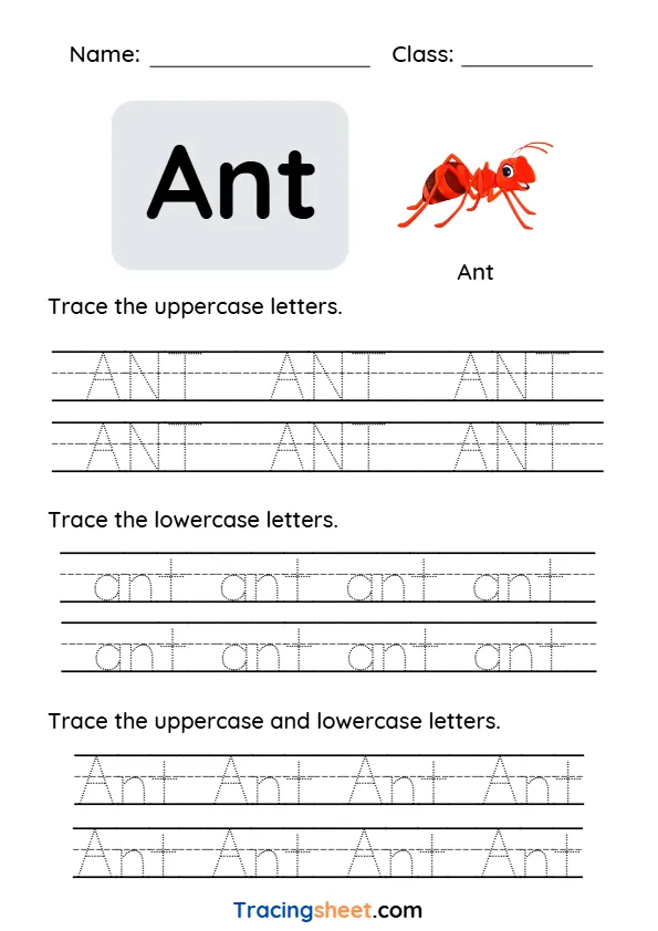 Word - Ant